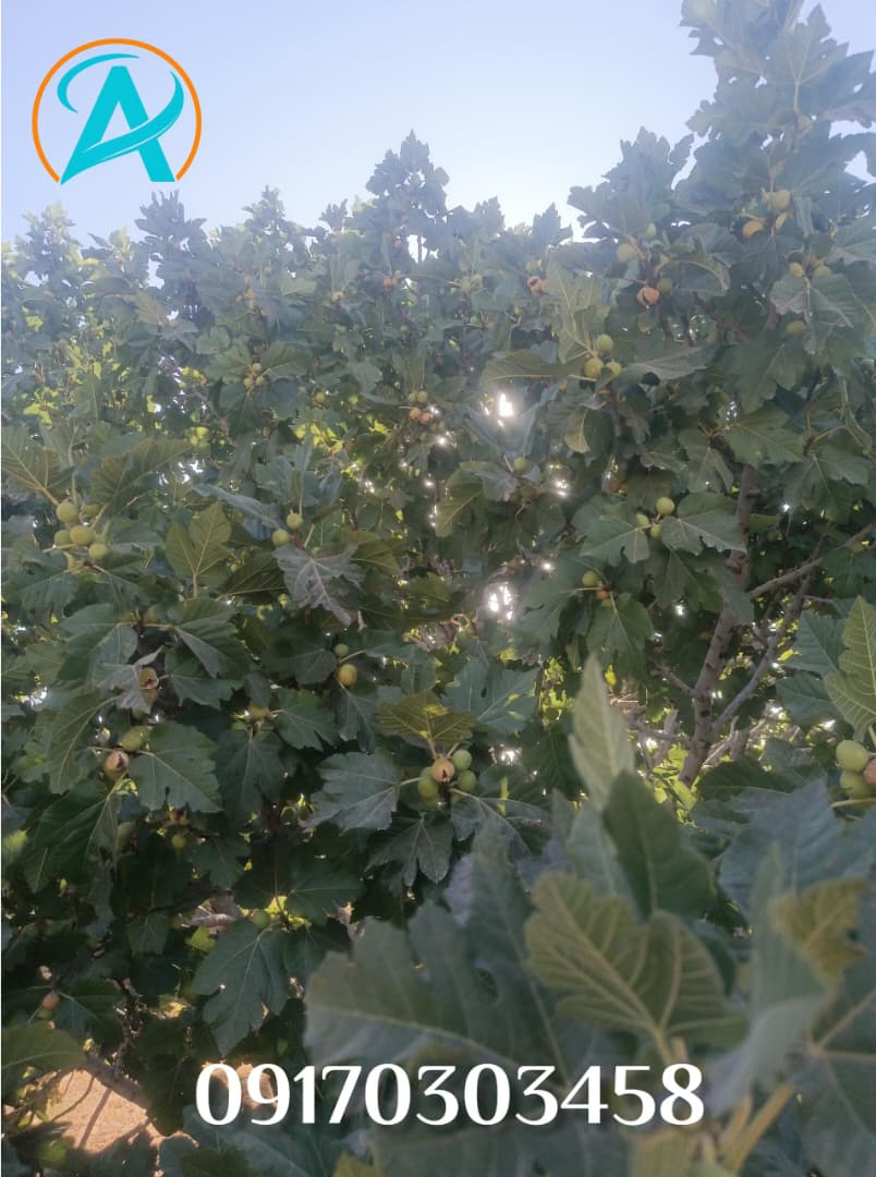 درخت انجیر صدیک استهبان با میوه‌های طلایی خشک‌شده طبیعی روی شاخه‌ها، در دامنه‌های آفتابی استان فارس