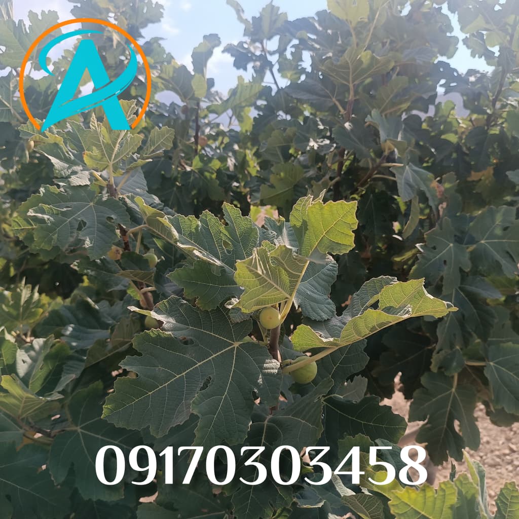 درخت انجیر بارور در منطقه خفر با میوه‌های طلایی و رسیده