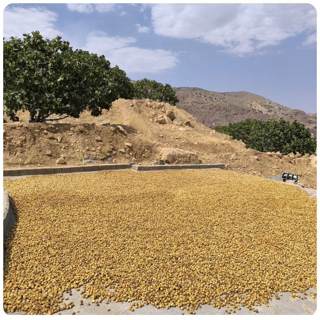 مقدار زیادی انجیر زرد استهبان در آفتاب خشک شده، آماده برای فروش و مصرف.