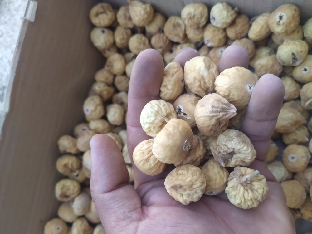 انجیر خشک آسا 