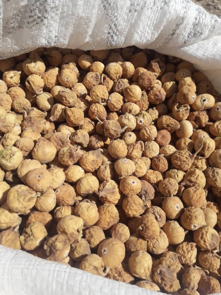 انجیر ضایعاتی 3