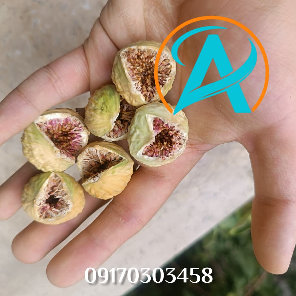 انجیر خشک سفید فارس با بافت نرم و طعم شیرین طبیعی