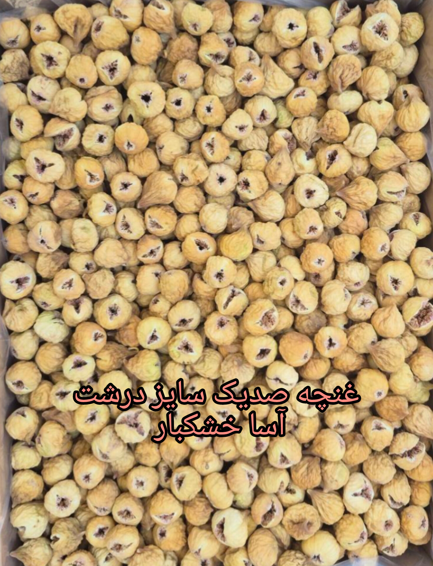 انجیر غنچه ، صدیک