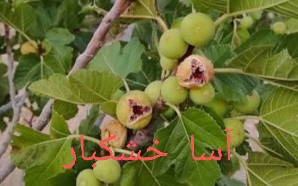 قیمت انجیر خشک استهبان
