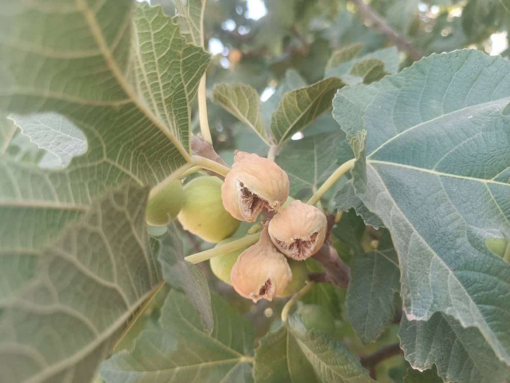 خرید انجیر نرم