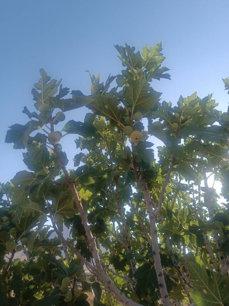 خرید انجیر فارس