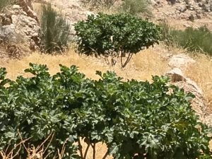 خرید انجیر ضایعات