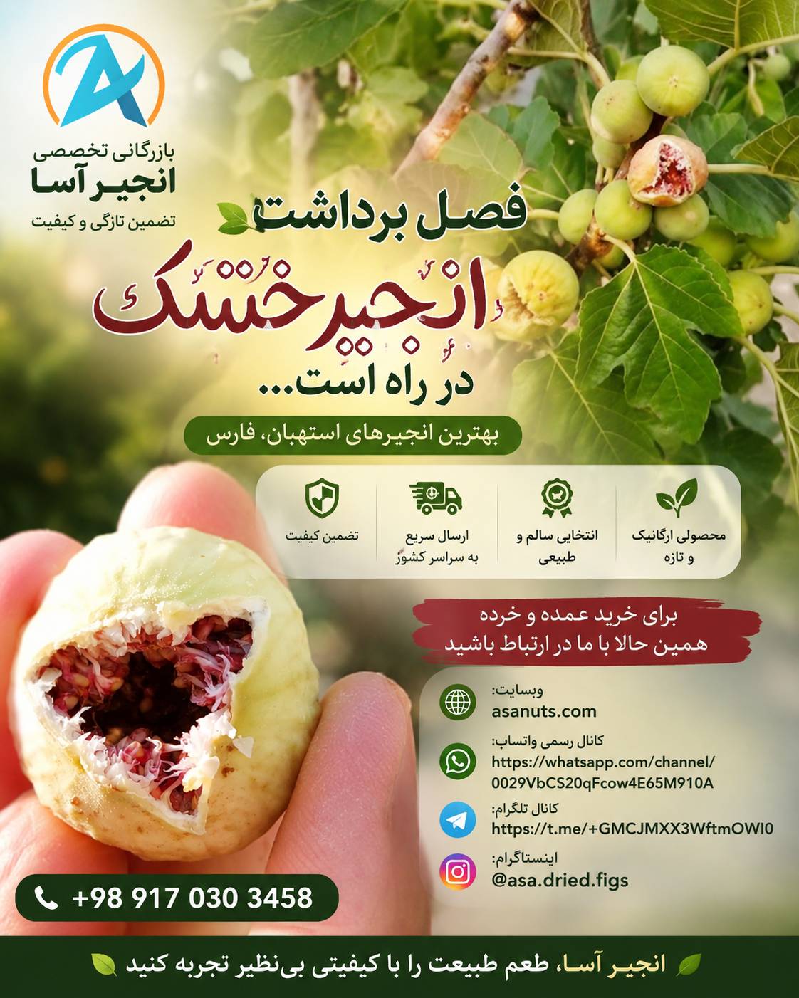 فصل برداشت انجیر