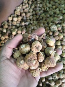 خرید انجیر ضایعات 
انجیر صنعتی 
