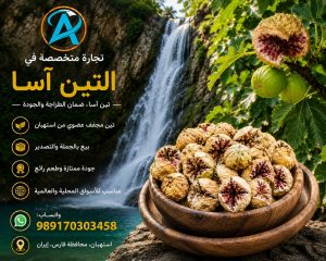 خرید انجیر دهان باز امسالی