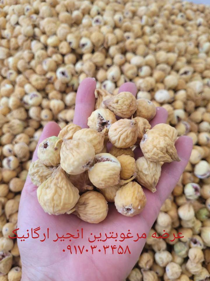 خرید انجیر صادراتی 1405
